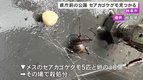 強い毒を持つ特定外来生物『セアカゴケグモ』岐阜県庁前の公園で見つかる メス5匹と卵のう6個でその場で殺処分
