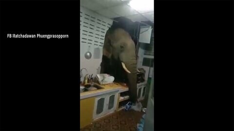 台所の壁に大穴開けた犯人 顔を出していたのはまさか