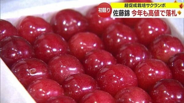 一粒1万4700円！ 新春恒例サクランボの初競り 超促成栽培「佐藤錦」に