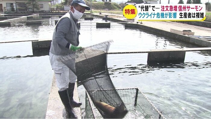 マルト水産も出荷に追われている