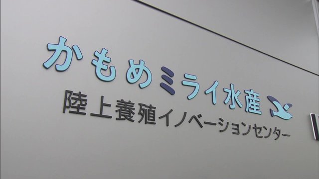 サバの陸上養殖の技術開発から出荷までを担う