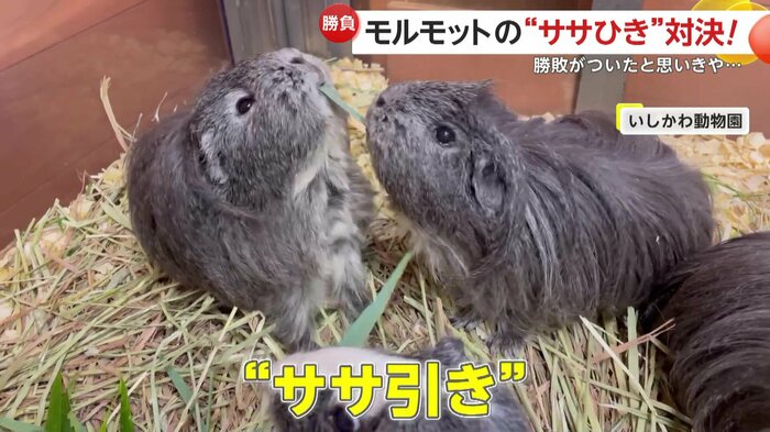 “ササ引き”をする、モルモットのメスの双子(提供:いしかわ動物園)