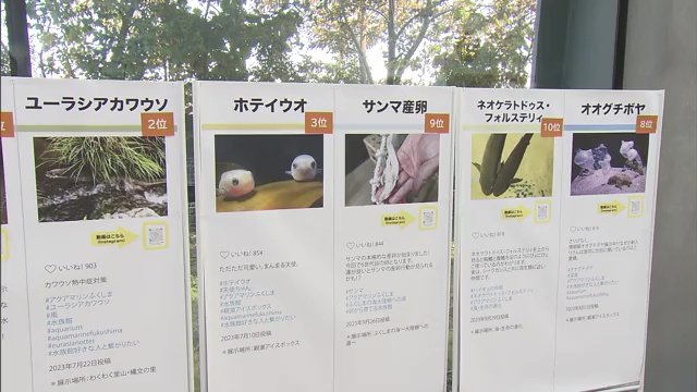 水族館の人気者たちがノミネート