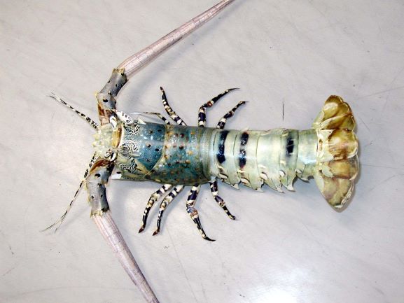 完成したニシキエビ(提供:国立研究開発法人 水産研究・教育機構)