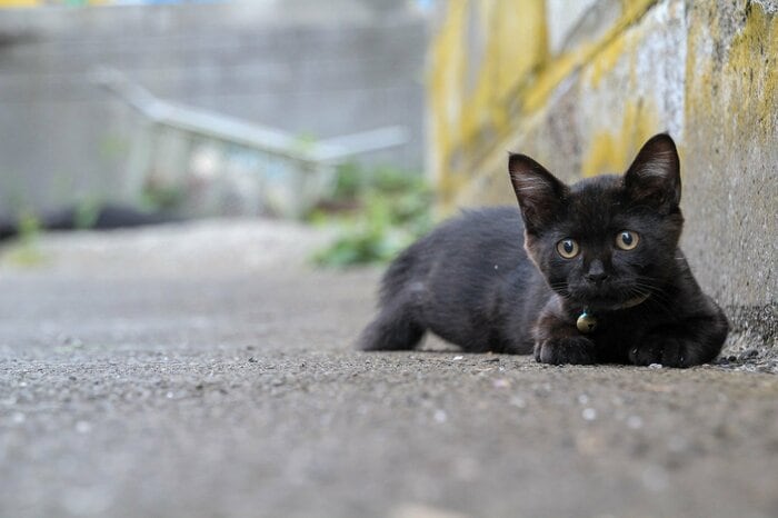 黒猫は意外とフレンドリー(画像はイメージ)