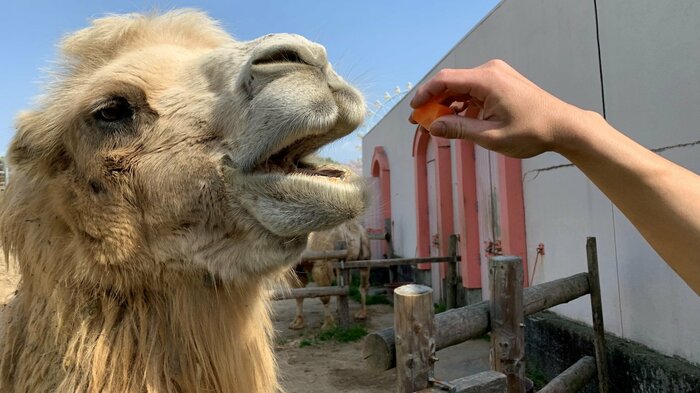 動物園で実際の食事風景と見比べても面白いはず(画像提供:東武動物公園)