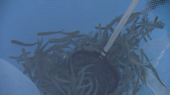「放流体験」もできます！まずは稚魚をすくって…