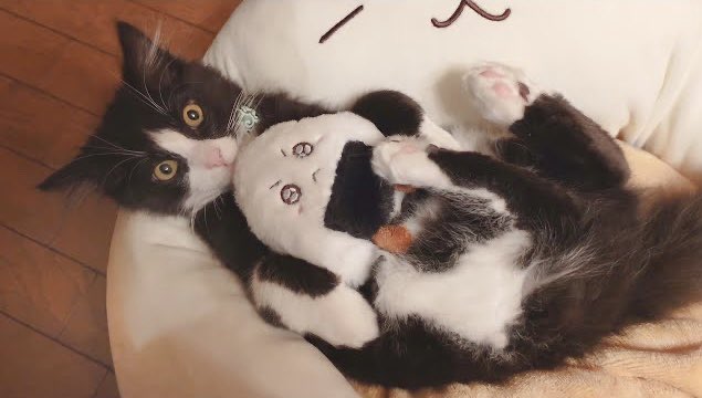 提供:もちぞう ですが。さん