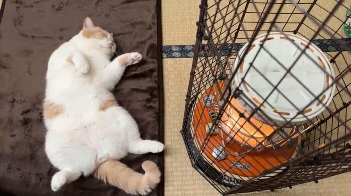 ストーブの前でぬくぬくのてんぷらくん