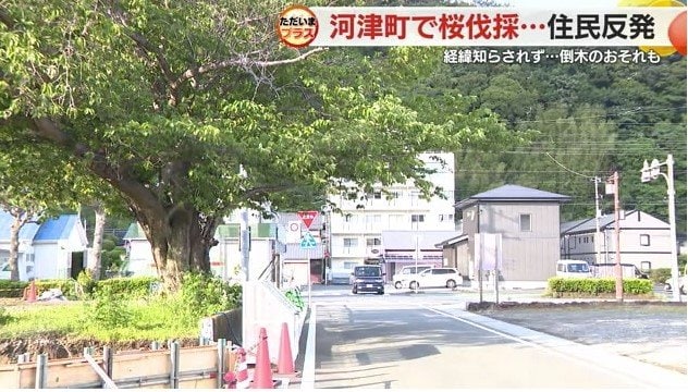 伐採予定のソメイヨシノ
