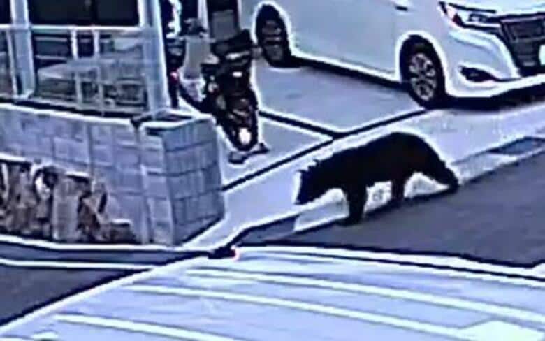 防犯カメラにクマの映像　「家の庭にクマがいた」広島市佐伯区でクマらしき動物の目撃情報相次ぐ　｜FNNプライムオンライン