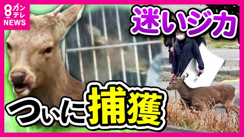 “迷いジカ”ついに捕獲！今後はどうなる？　奈良で受け入れない意向の山下知事　「知事の言い分は個人的な意見。政治がだらしなさすぎる」橋下氏｜FNNプライムオンライン