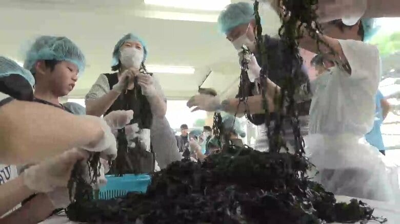 ワカメ芯抜き作業を親子で体験　“養殖ワカメ発祥の地”の小学校　岩手県大船渡市｜FNNプライムオンライン