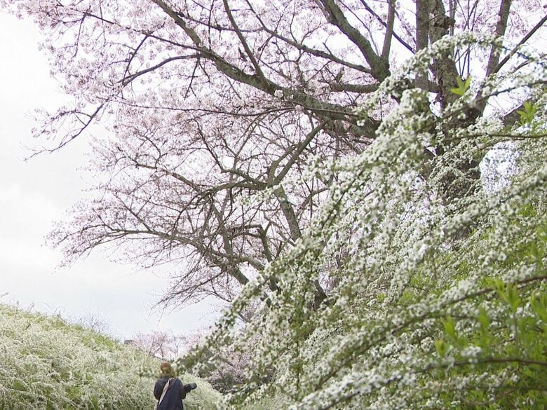八分咲きのサクラとの共演も…愛知県緑化センターでユキヤナギが満開 200m程の散策路沿いに約1万株｜FNNプライムオンライン