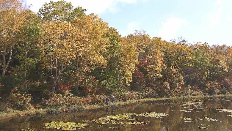 秋晴れ　志賀高原の紅葉ピーク　長野・山ノ内町｜FNNプライムオンライン