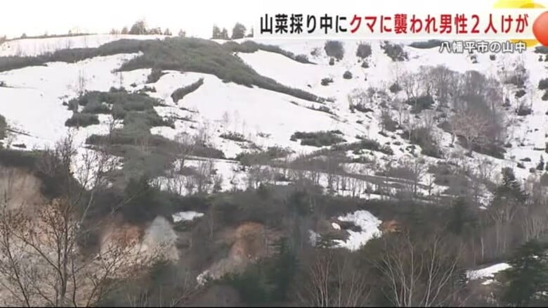 自衛官2人がクマに襲われけが　八幡平市の山中で山菜採り　岩手県｜FNNプライムオンライン