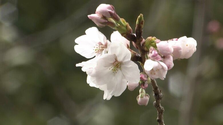 東京の桜「満開」を発表　去年比2日早く平年比3日早い　“靖国神社”で東京管区気象台職員が確認｜FNNプライムオンライン