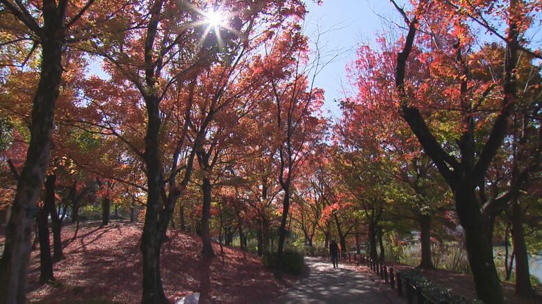 愛知・長久手市の杁ヶ池公園に「自然のレッドカーペット」　日差し浴び輝く｜FNNプライムオンライン