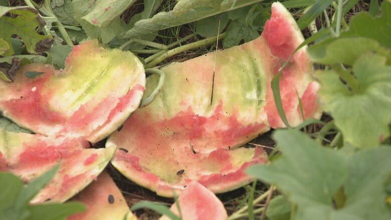 【ヒグマ速報】家庭菜園のスイカ10玉食い荒らされる…江差町でクマによる食害相次ぐ〈北海道〉｜FNNプライムオンライン