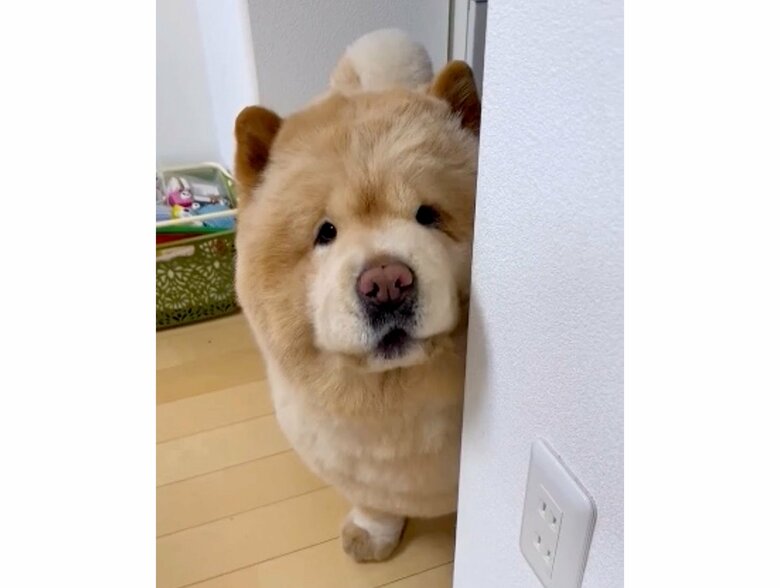 提供:くり蔵チャウチャウさん