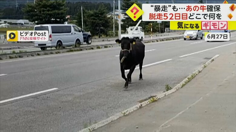国道を暴走するウシ