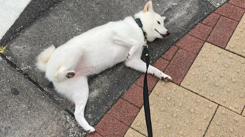 どこでも寝ようとするという