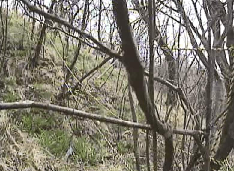 山には関西電力が契約した場所にロープが張り巡らされた