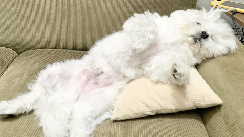 寝ていても、抱っこの気配は察知するという