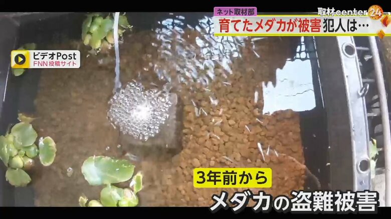 水槽で泳ぐメダカ。3年前から盗まれる被害が相次いでいた