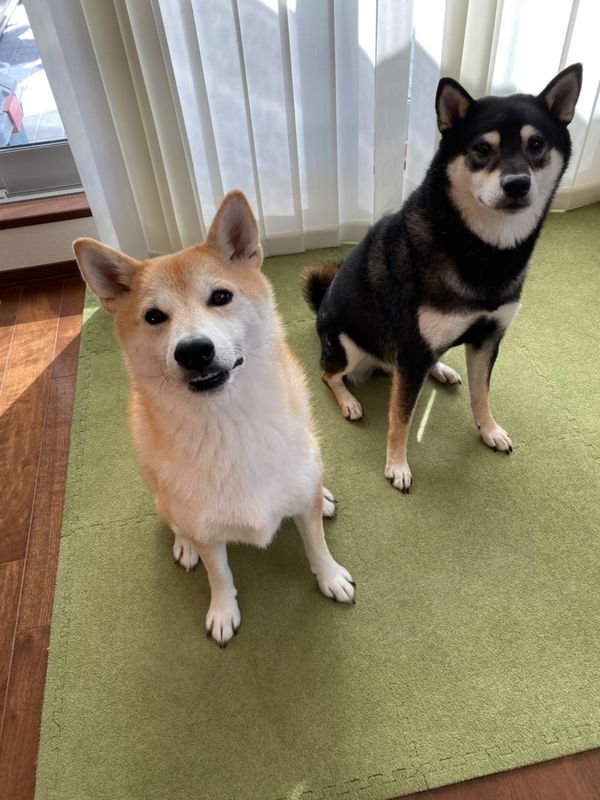 提供：柴犬むさしとこじろうさん