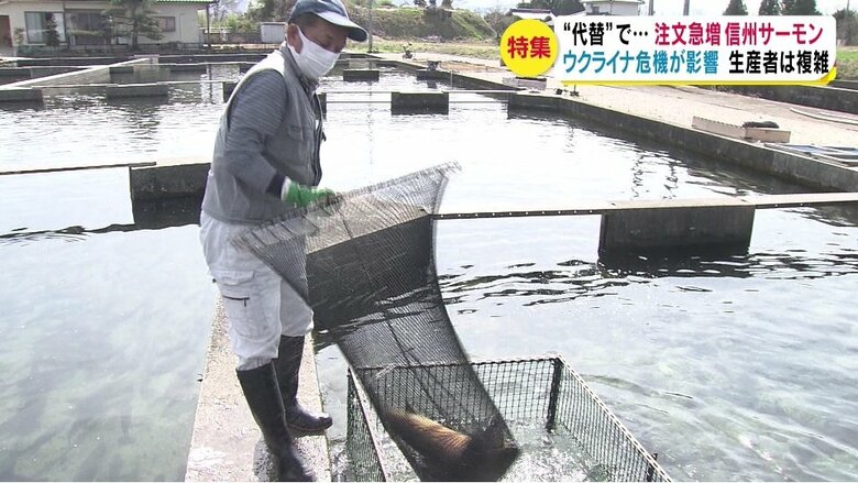 マルト水産も出荷に追われている