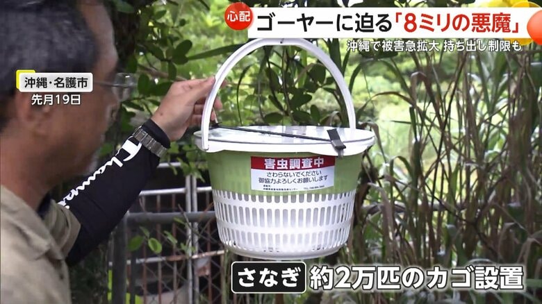 約2万匹の不妊虫の放飼を開始（6月19日、沖縄・名護市）
