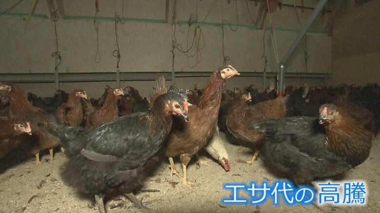 平飼いされている福地鶏