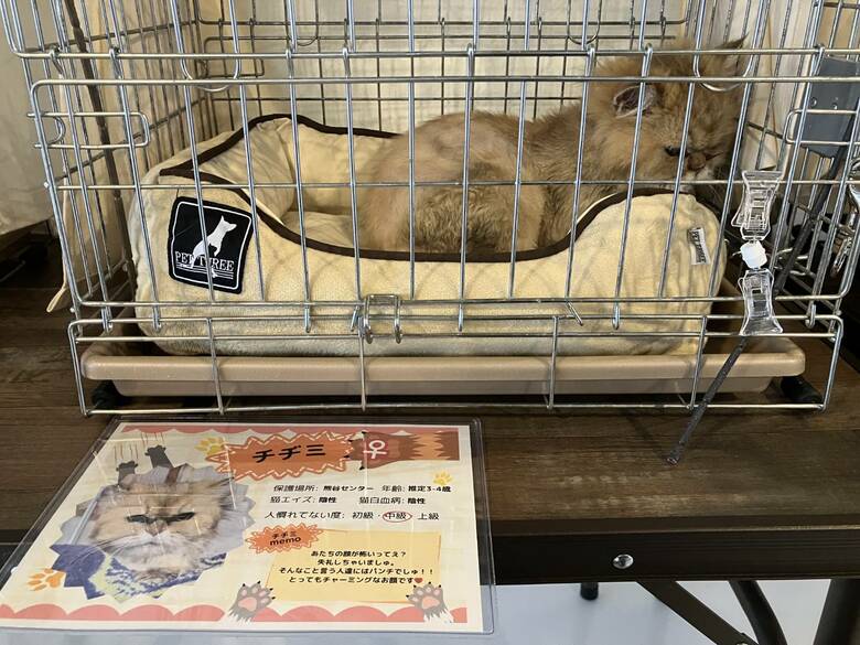 2025年5月3日の譲渡会の際、ケージの奥で「ふてくされていた」チヂミちゃん