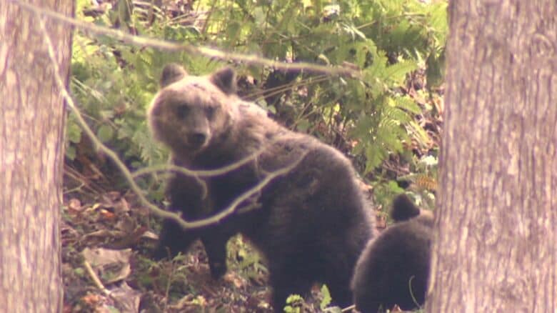 依然目撃されたクマ