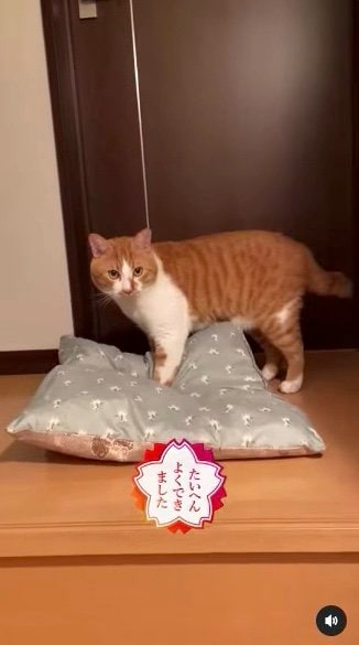 提供：赤瀬川和寿さん