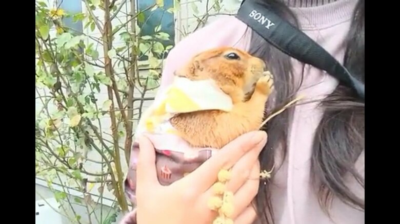 飼い主に抱かれてリラックス