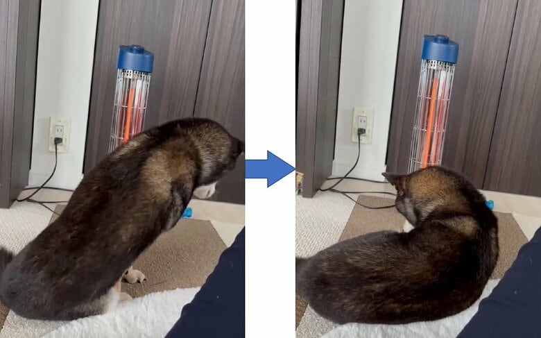 飼い主さんが空けてくれたスペースへ落ち着くあずきちゃん