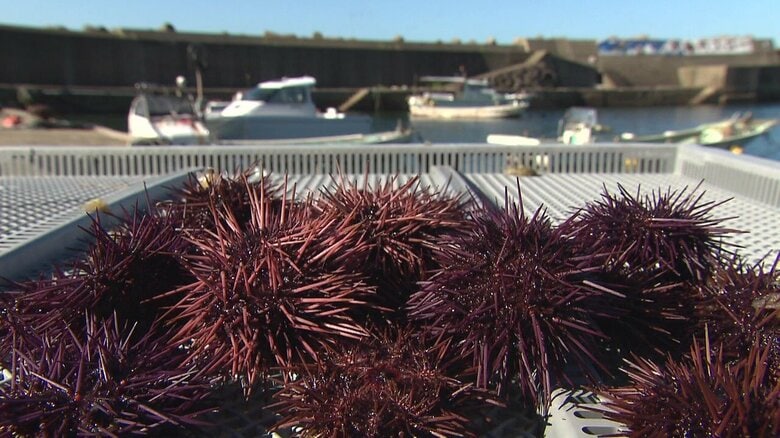唐津の海で水揚げされた「赤ウニ」