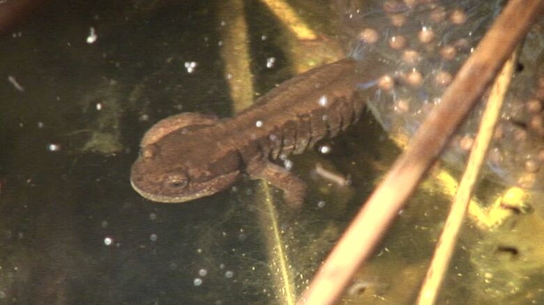 キタサンショウウオについても再調査か