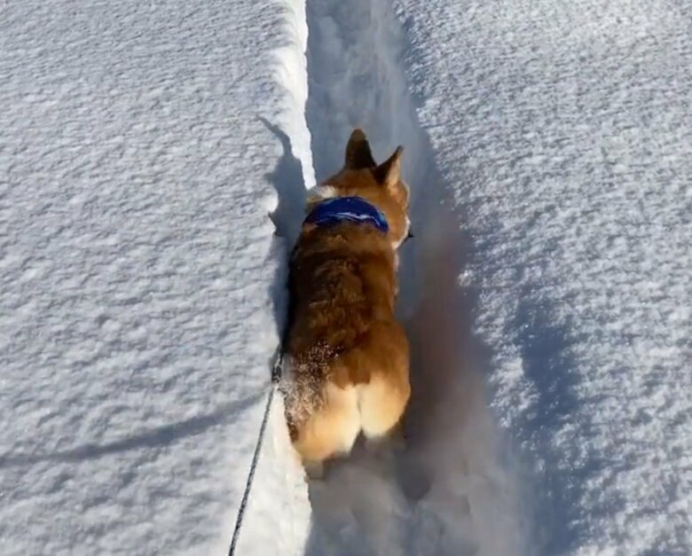 提供：むぎん家＠きよらさん