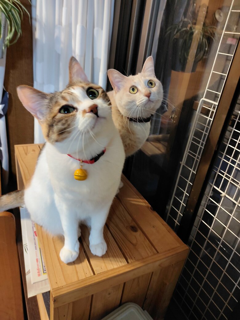 提供：nyaokoさん