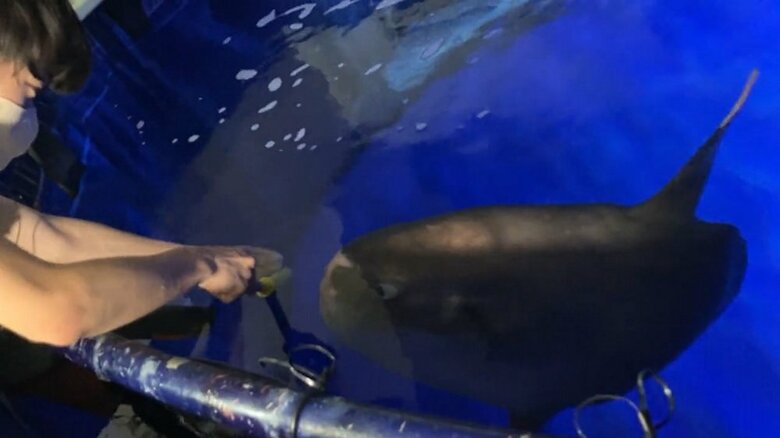 エサをもらっている（提供：サンシャイン水族館）