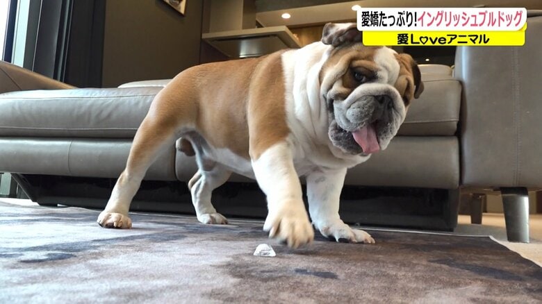 氷を食べようと一生懸命なダルマくん