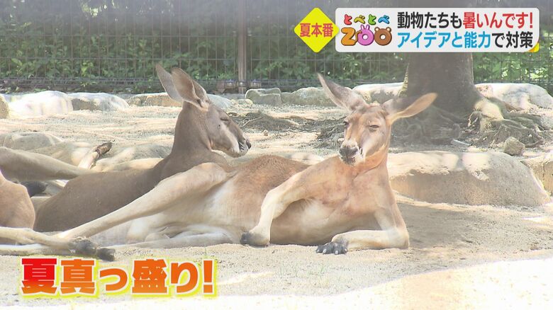 県立とべ動物園（愛媛・砥部町）