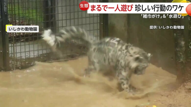 雨が降る中、水たまりでジャンプし水遊びをするユキヒョウ
