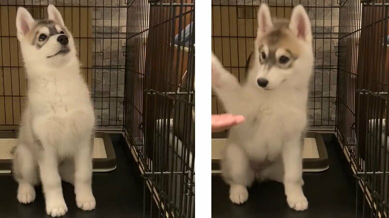 シベリアンハスキーのみぞれちゃん。お手に挑戦！