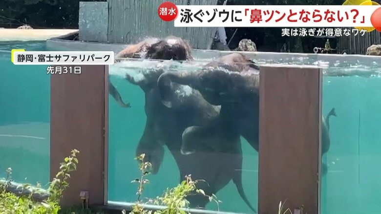 頭から勢いよく潜り1度頭を出すと、また勢いよく潜るゾウ