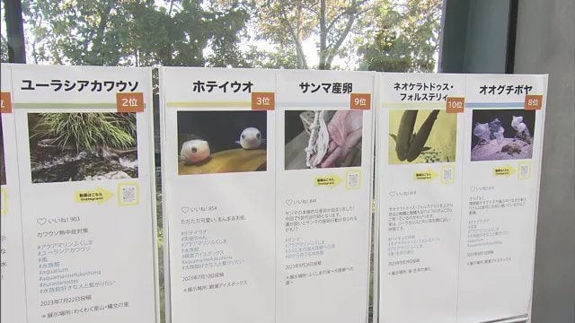 水族館の人気者たちがノミネート