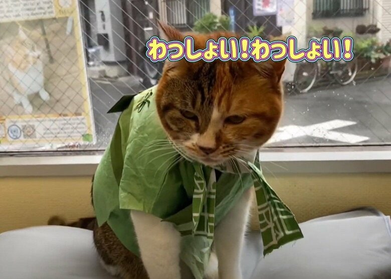 和紙で作った法被を着るかみちゃん